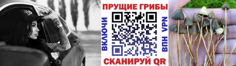 Галлюциногенные грибы GOLDEN TEACHER  Ельня 
